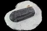 Bargain, Austerops Trilobite - Ofaten, Morocco #92192-1